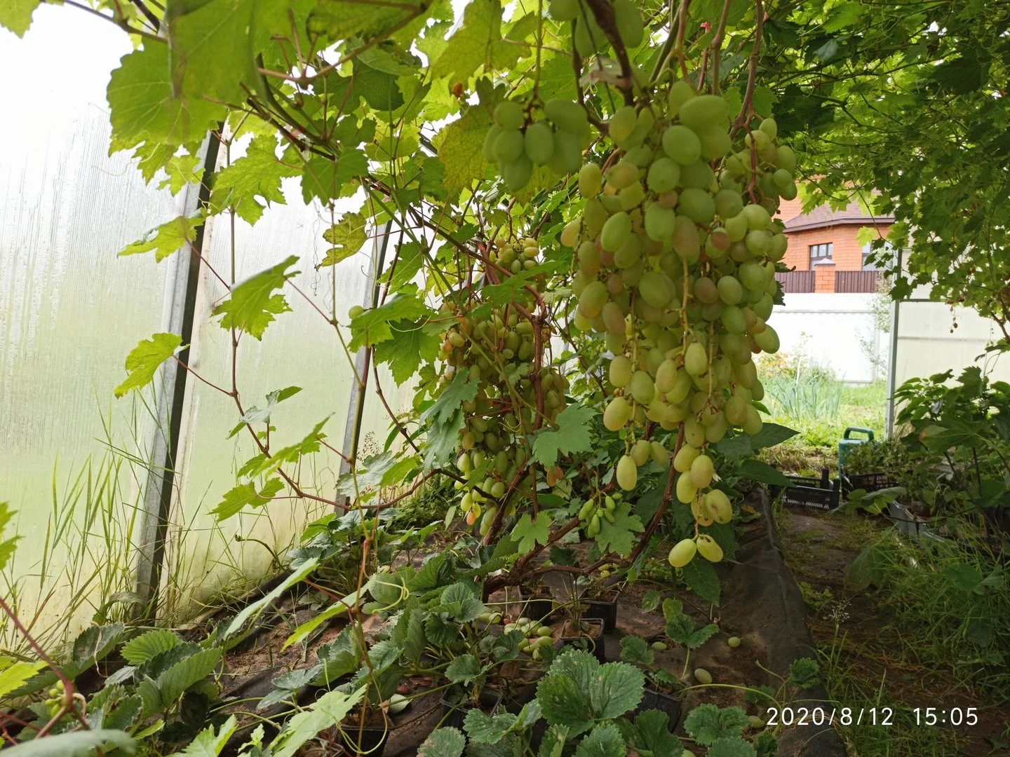 Работы с виноградом в октябре 2020 года - Виноград в холодных регионах -Виноград в Твери