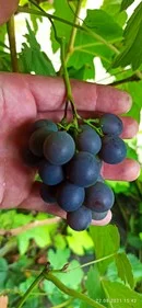 Виноград сорта "Альден"