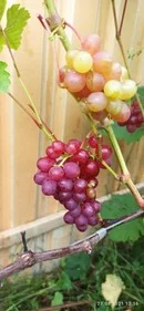 Виноград сорта "Кинг Руби устойчивый"