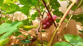 Сорт винограда "Кинг Руби устойчивый"